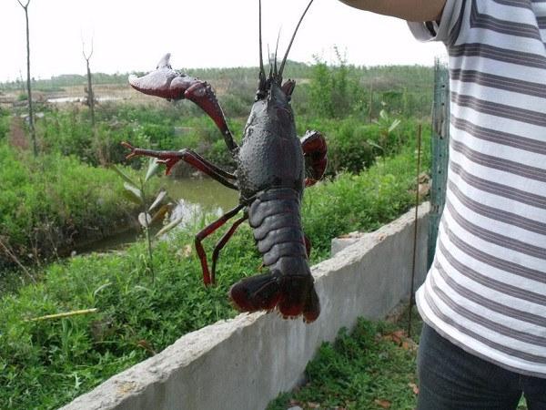 武汉虾龙水产养殖开发有限公司龙虾养殖技术规范通过评审