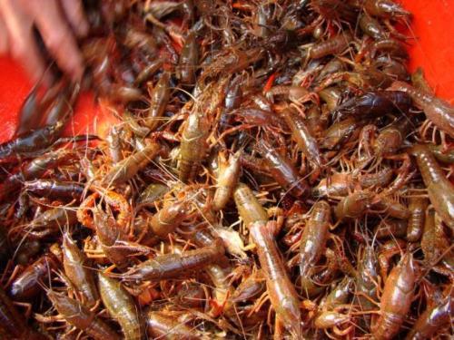 成品龙虾-产品推荐-汇康水产养殖